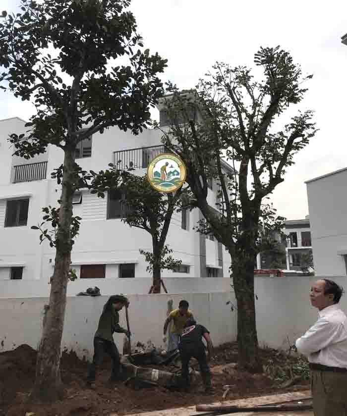 cây mít công trình