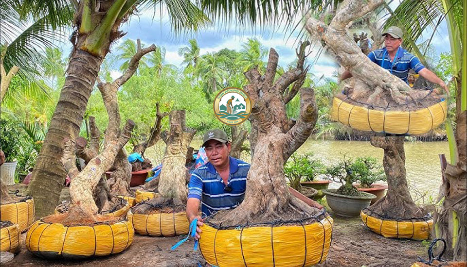 bán cây nhãn Bonsai