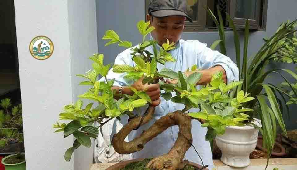 cây ổi bonsai