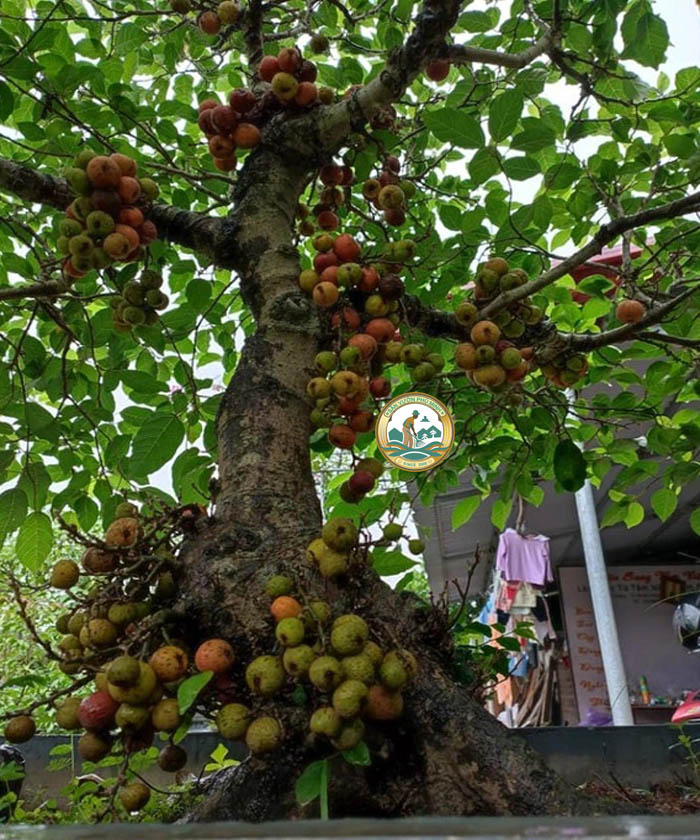 cây sung trước nhà