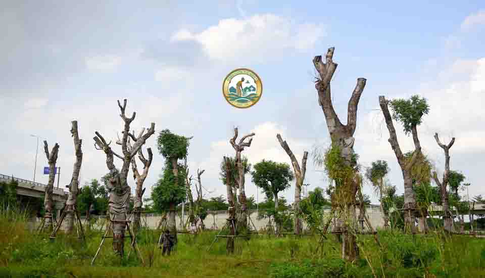 Cây xà cừ công trình Hà Nội