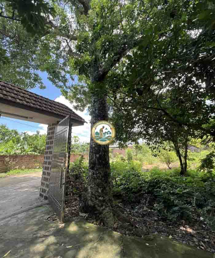 cây xà cừ công trình