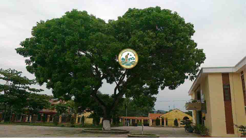 cây xà cừ tại Hà Nội