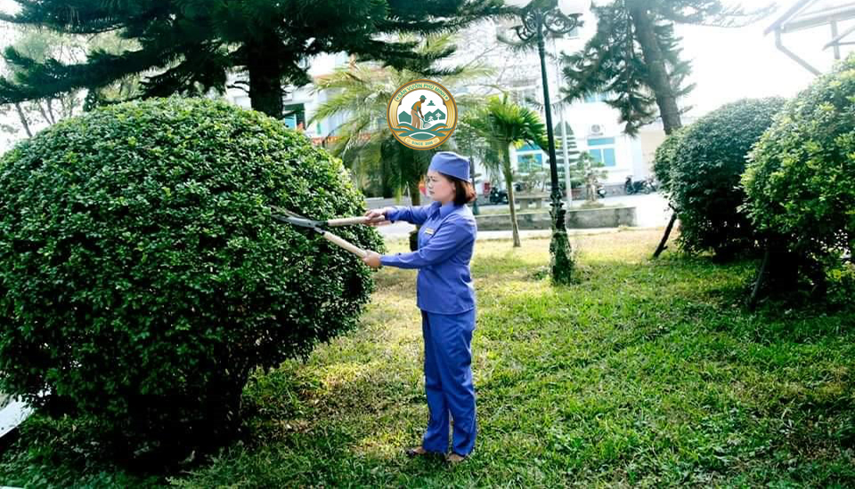 chăm sóc cắt tỉa cây xanh tại nhà