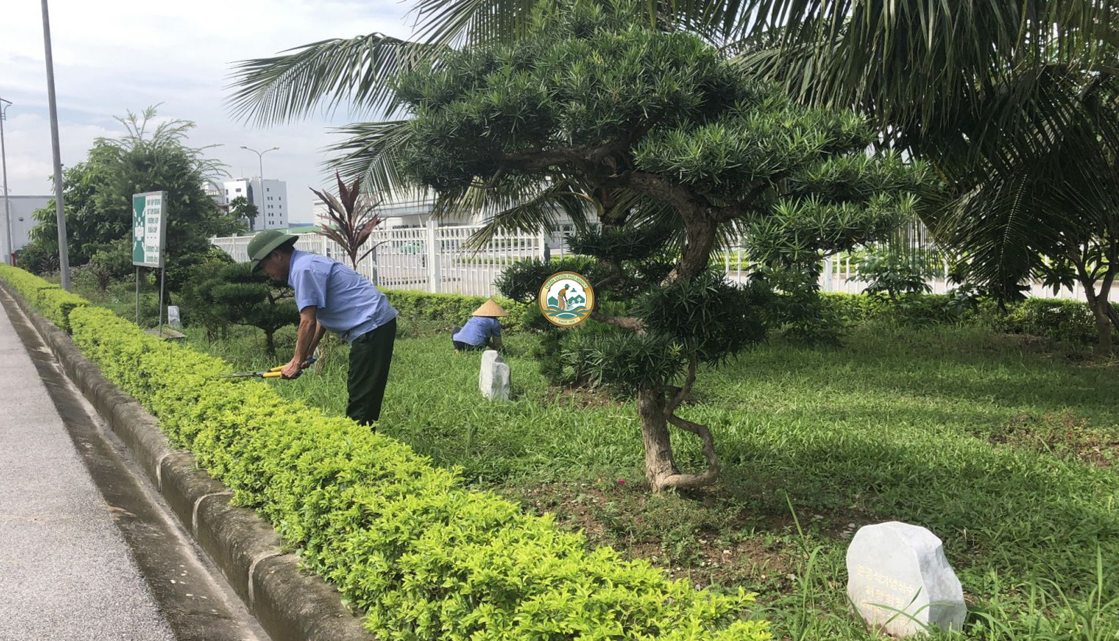 chăm sóc cây cảnh tại nhà cầu giấy