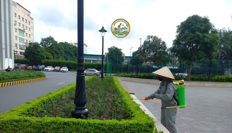 chăm sóc cây cảnh tại nhà đan phượng