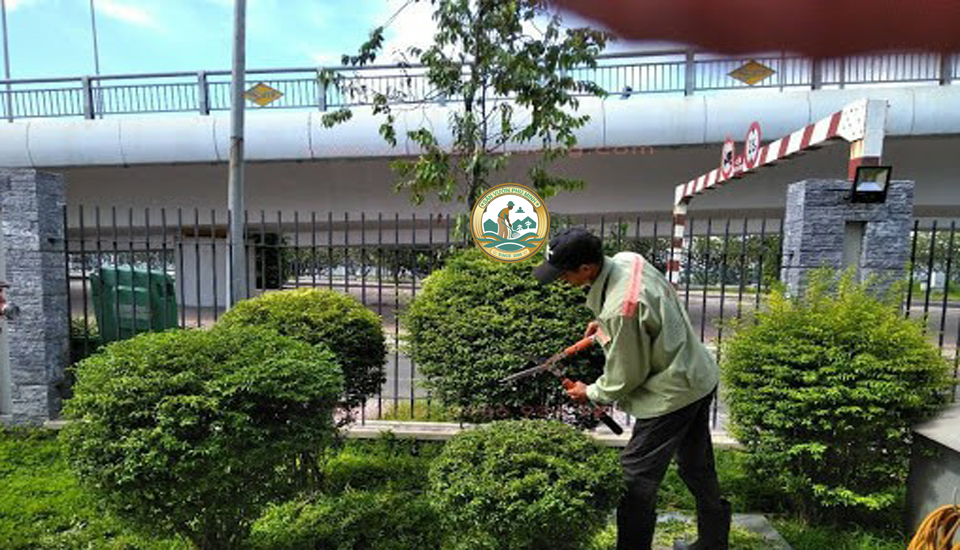 chăm sóc cây cảnh tại nhà hà Đông