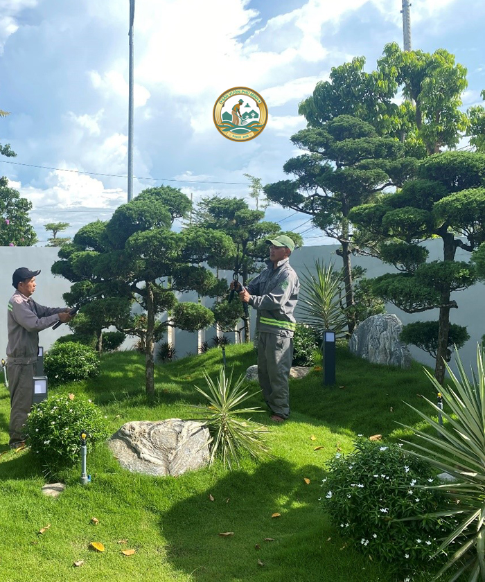 Chăm Sóc Cây Cảnh Tại Nhà Hà Nội