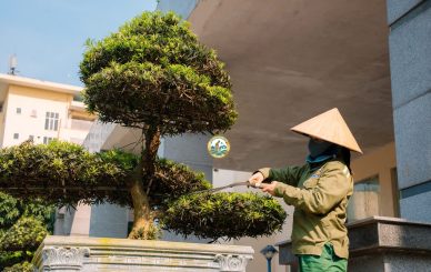 Chăm sóc cây cảnh tại nhà sơn tây