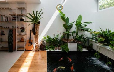 Chăm sóc Cây cảnh Trong nhà