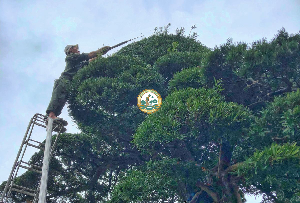 chăm sóc cây tại nhà