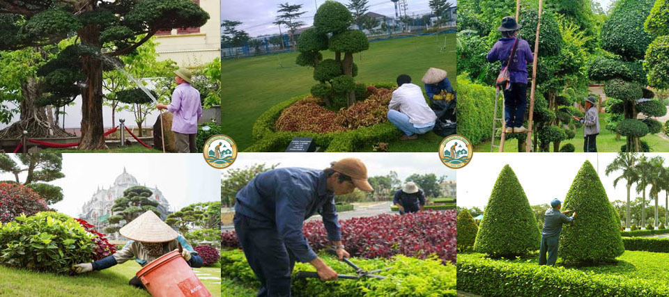 chăm sóc cây xanh tại Hà Nội