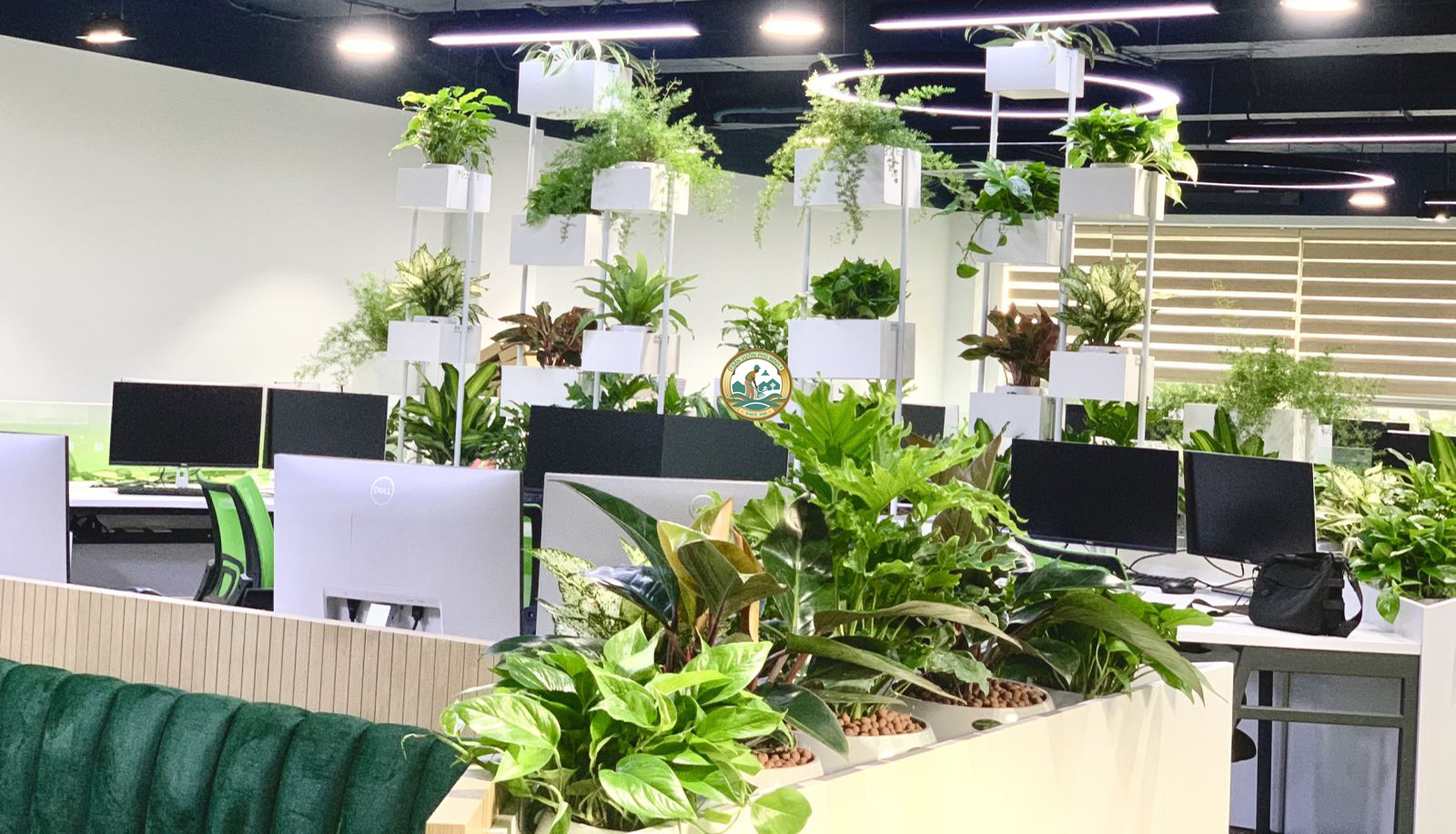 Cho Thuê cây cảnh văn phòng tại Ba Đình