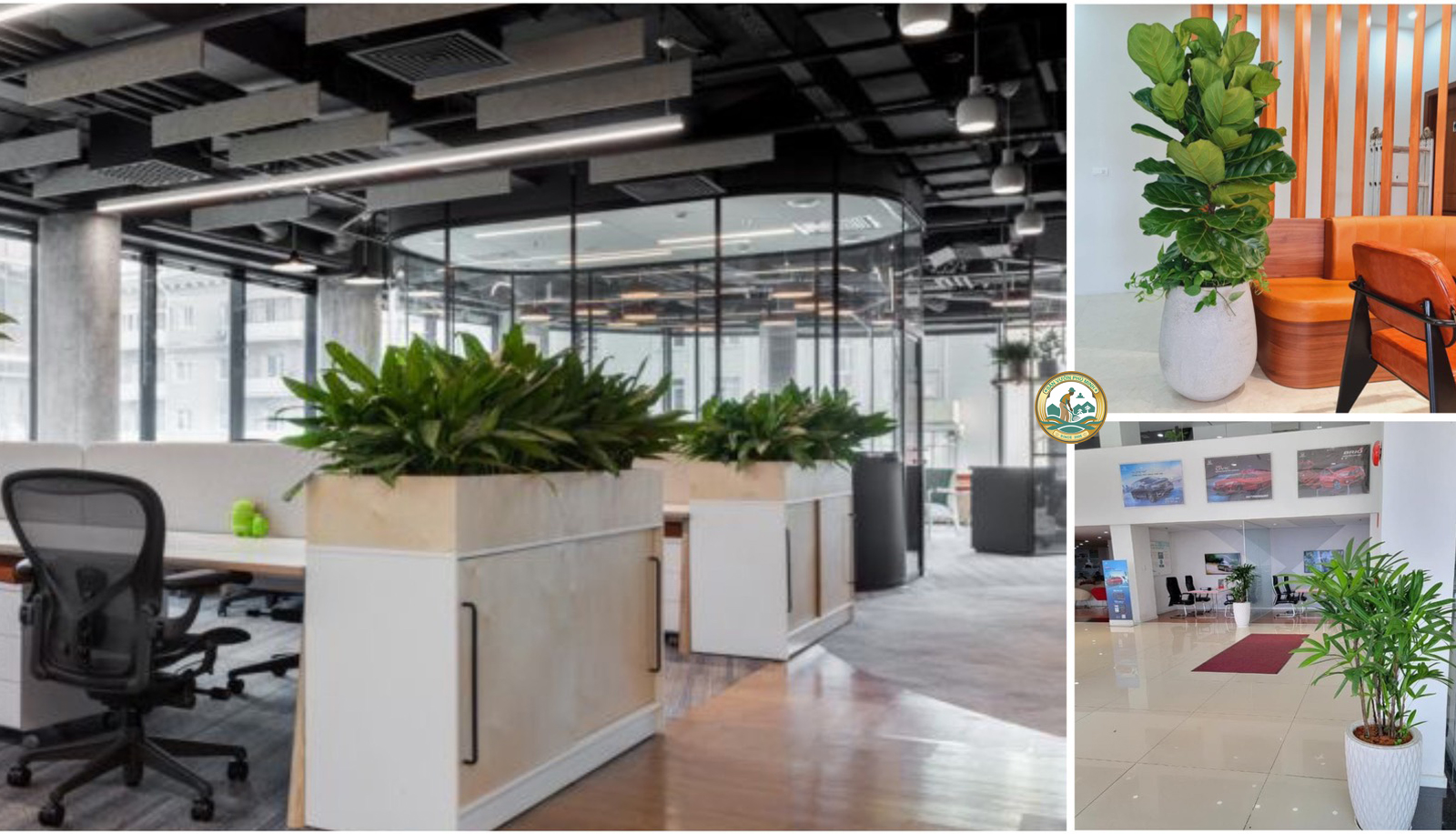 thuê cây cảnh văn phòng tại cầu giấy