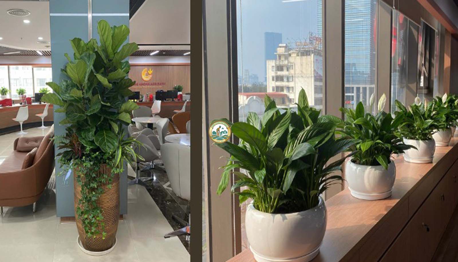 Cho thuê cây cảnh văn phòng tại đống đa