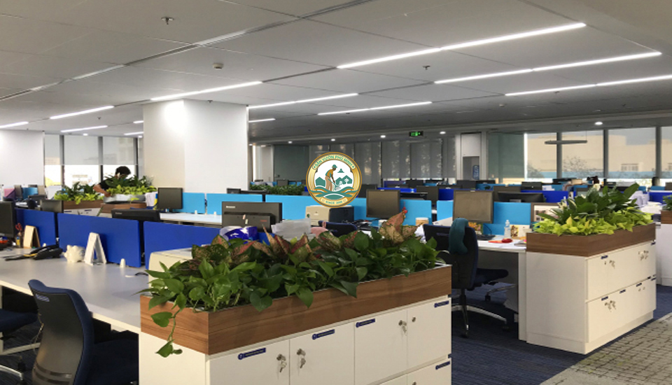 cho thuê cây cảnh văn phòng tại Hà Đông