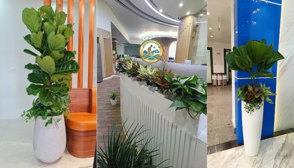 cho thuê cây cảnh văn phòng tại Hà Nội