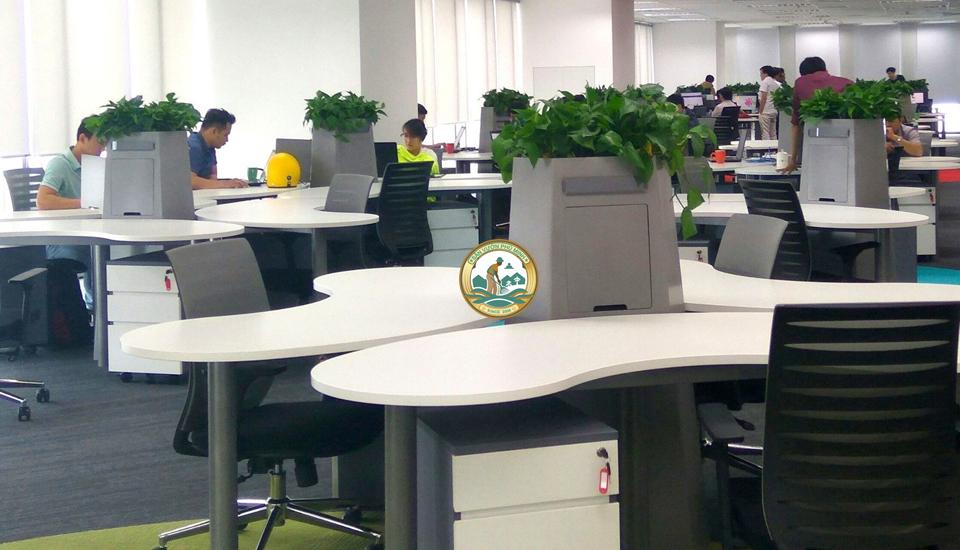 cho thuê cây cảnh văn phòng tại thanh xuân