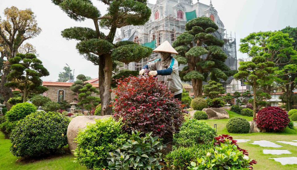 Công ty chăm sóc cây xanh