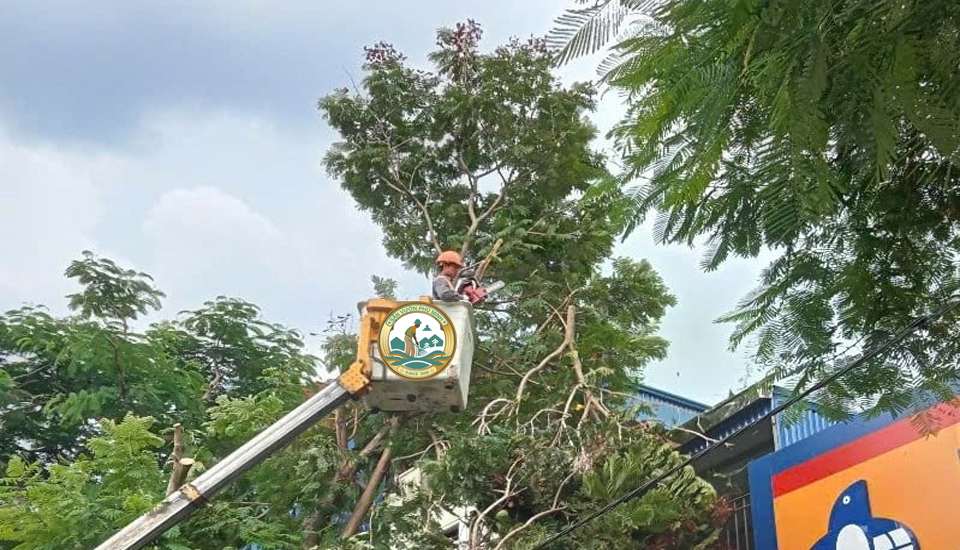 dịch vụ cắt tỉa cây xanh chống bão