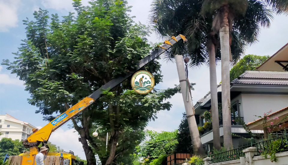 Dịch vụ cắt tỉa cây xanh tại Hoà Bình