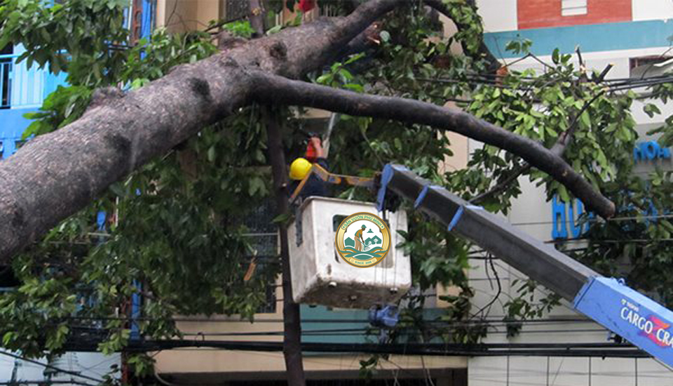 dịch vụ chặt cây xanh tại đông anh