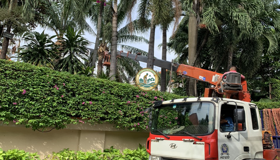 dịch vụ chặt cây xanh tại đan phượng