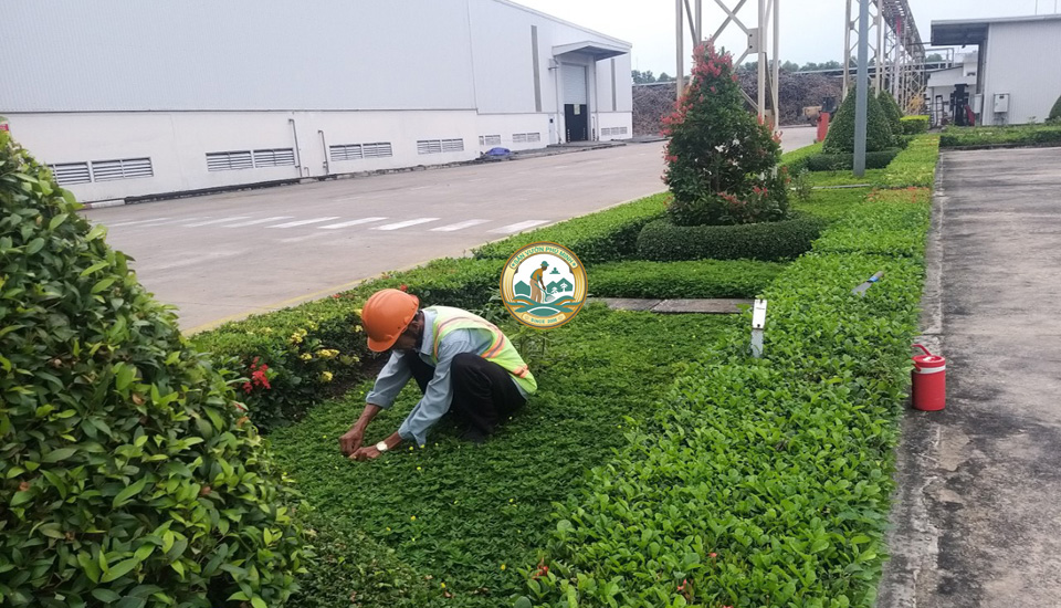 dịch vụ trồng cây xanh tại Ba Đình