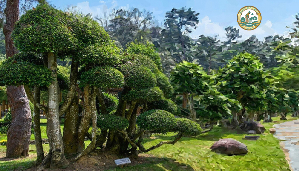 Giá cây duối tại Hà Nội