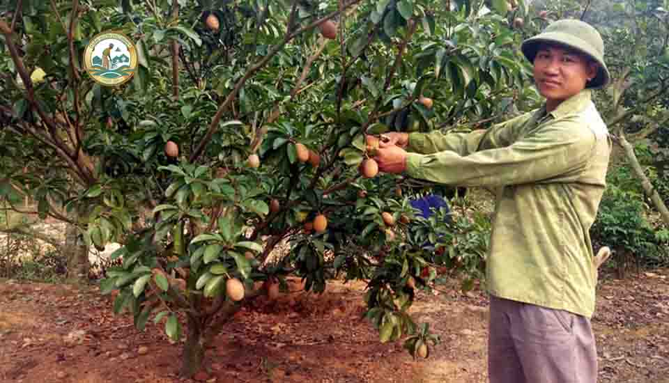 Giá cây Hồng xiêm tại Hà Nội