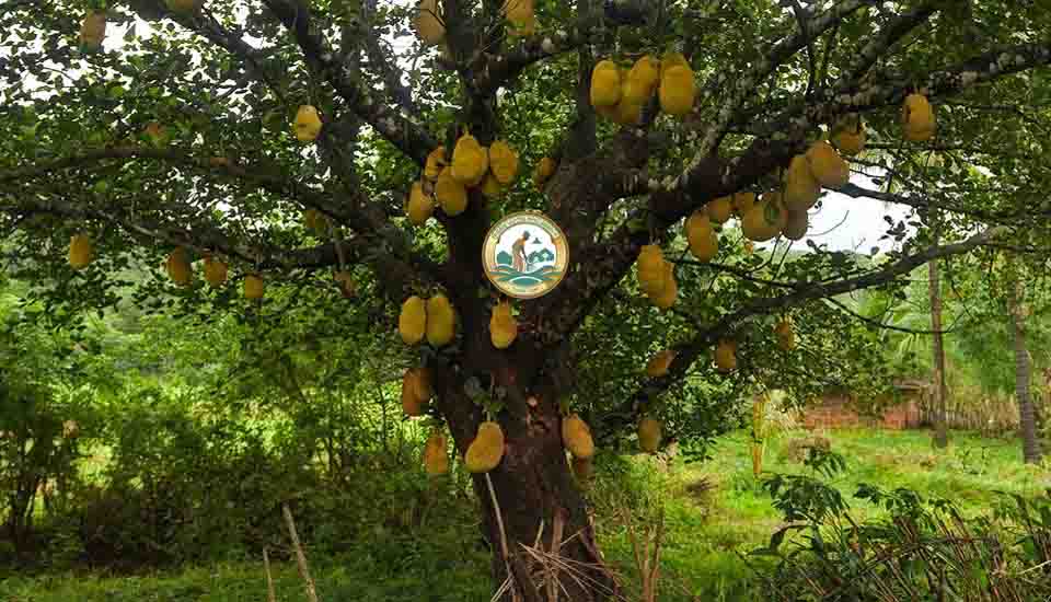 giá cây mít tại Hà Nội