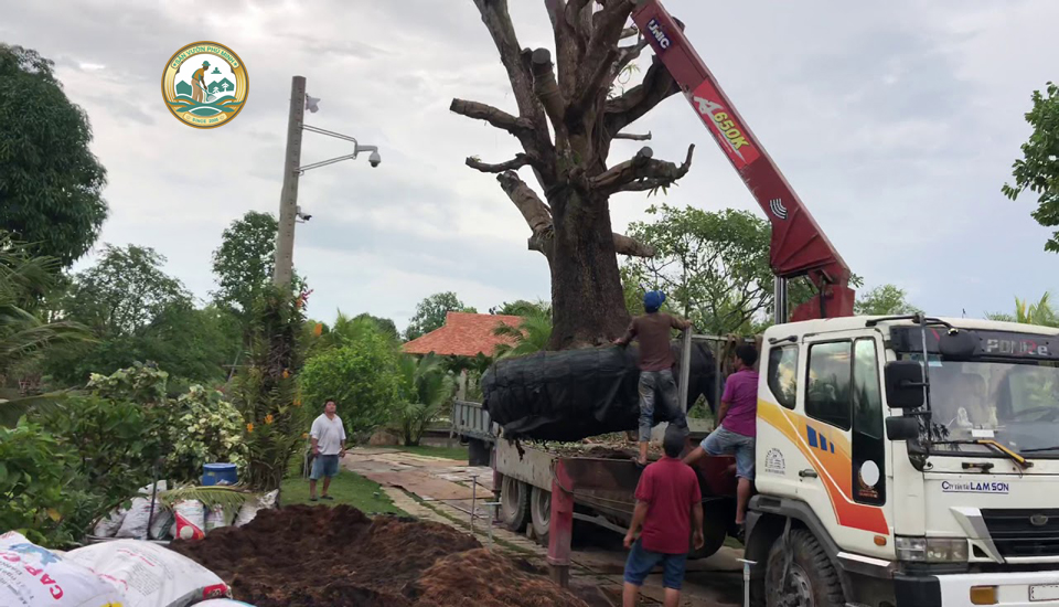 giá cây xoài tại Hà Nội