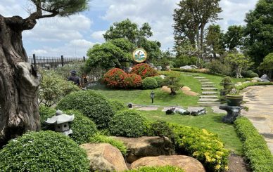 Kinh nghiệm chăm sóc cây cảnh sân vườn