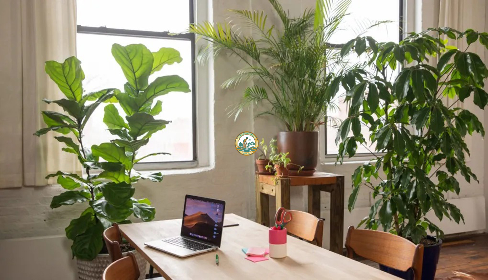 thuê cây nội thất tại Hà Nội