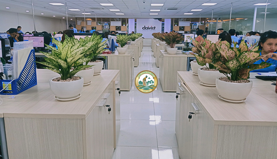 Thuê cây xanh văn phòng tại Ba Đình