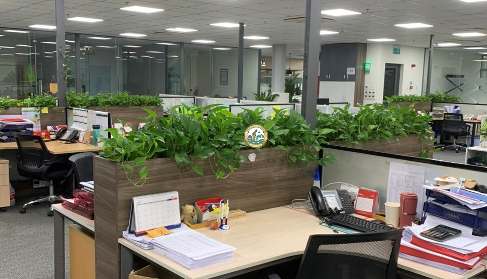Thuê cây xanh văn phòng tại Hà Đông