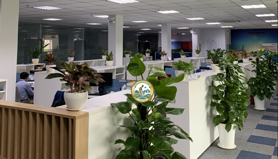 thuê cây xanh văn phòng tại Hai Bà Trưng