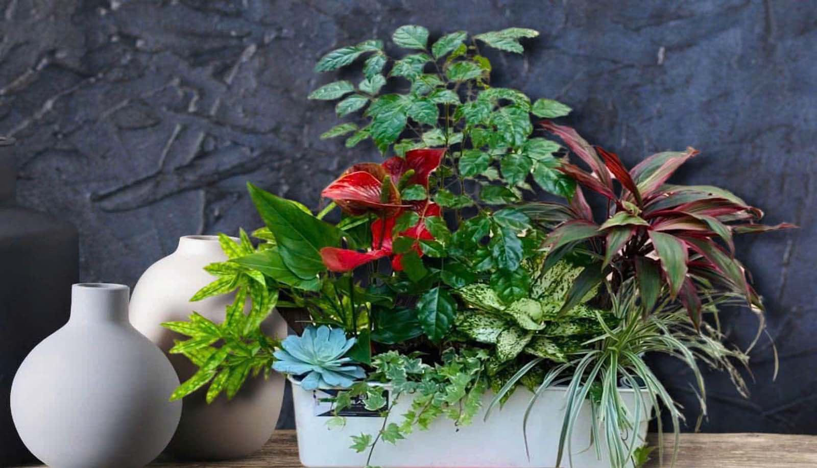 Thuê cây xanh văn phòng tại Hà Nội