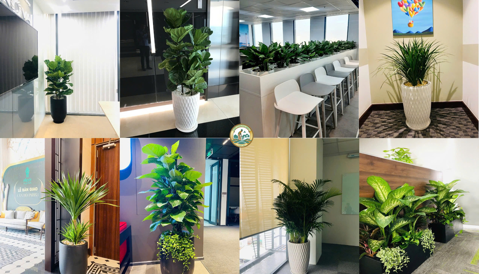Thuê cây xanh văn phòng tại thanh xuân