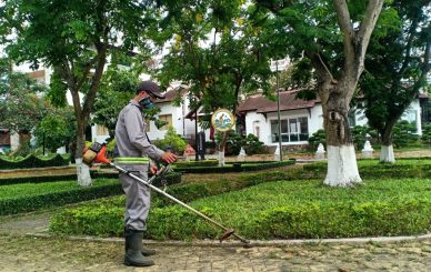 trồng cây xanh tại nhà đan phượng