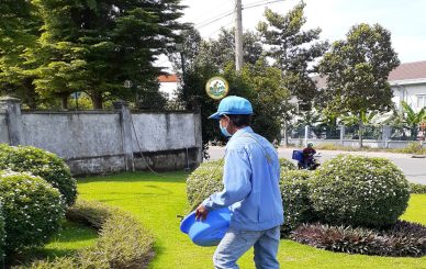 trồng cây xanh tại nhà hà Đông