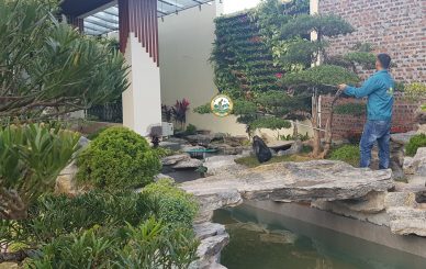 trồng cây xanh tại nhà hoà lạc