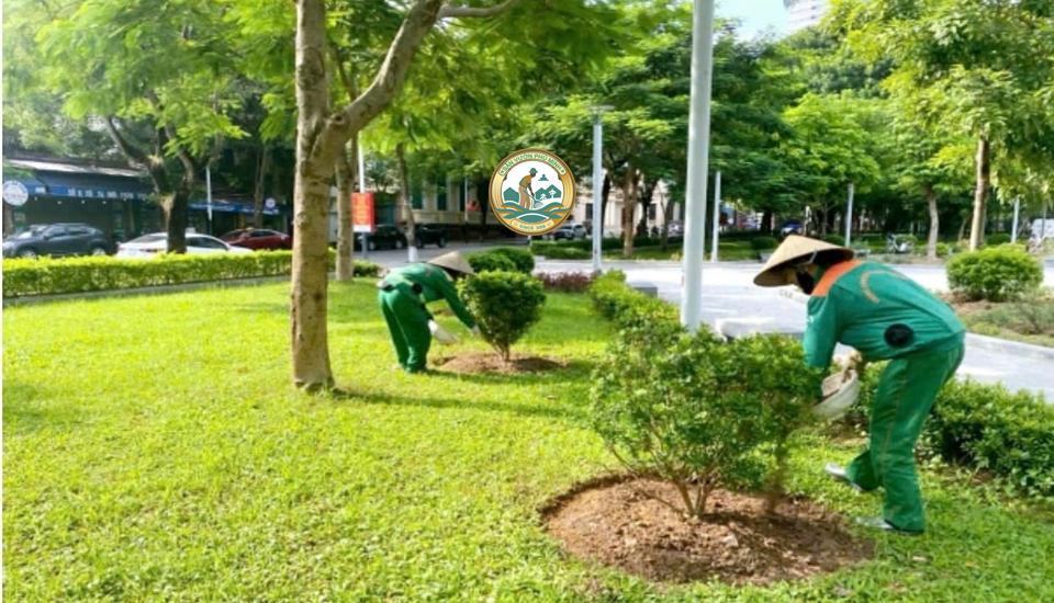 trồng cây xanh tại Tây Hồ