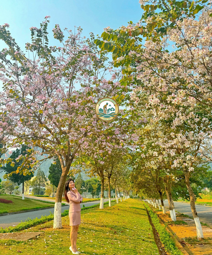 bán cây ban tây bắc tại Hà Nội