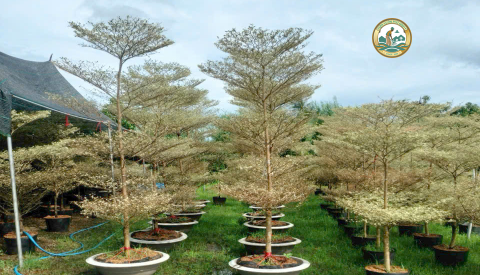 bán cây bàng đài loan tại Hà Nội