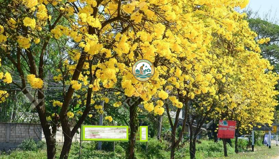 bán cây chuông vàng tại Hà Nội