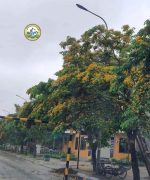 bán cây giáng Hương Giá rẻ