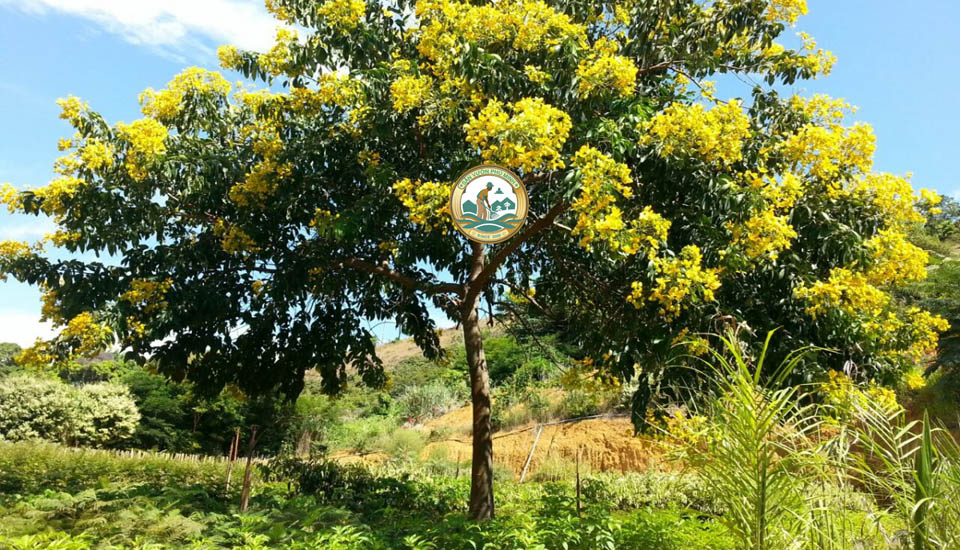 bán cây giáng hương tại Hà Nội