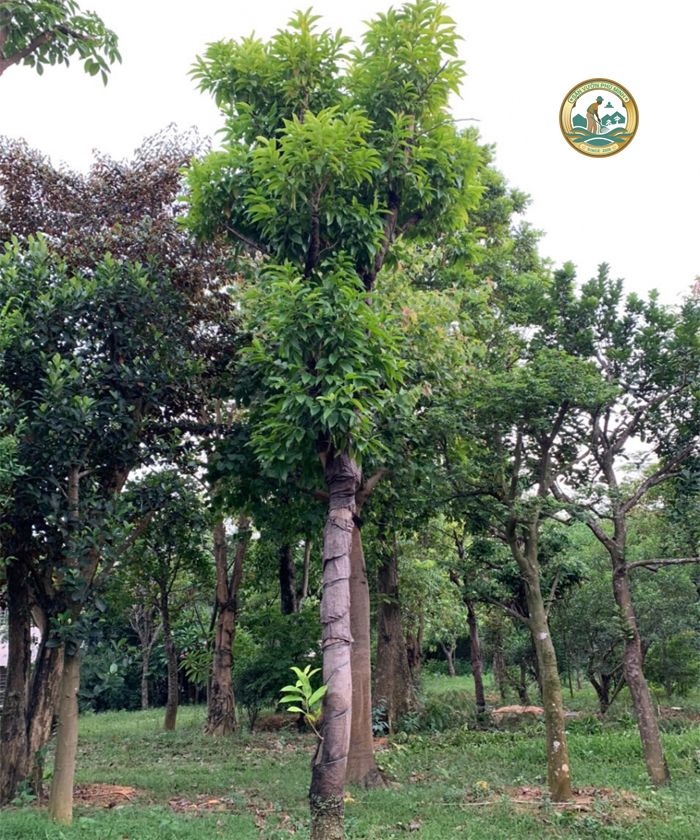 bán cây ngọc lan công trình