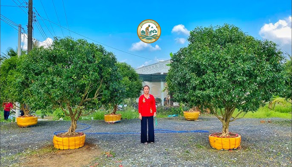 Bán cây nguyệt quế tại Hà Nội